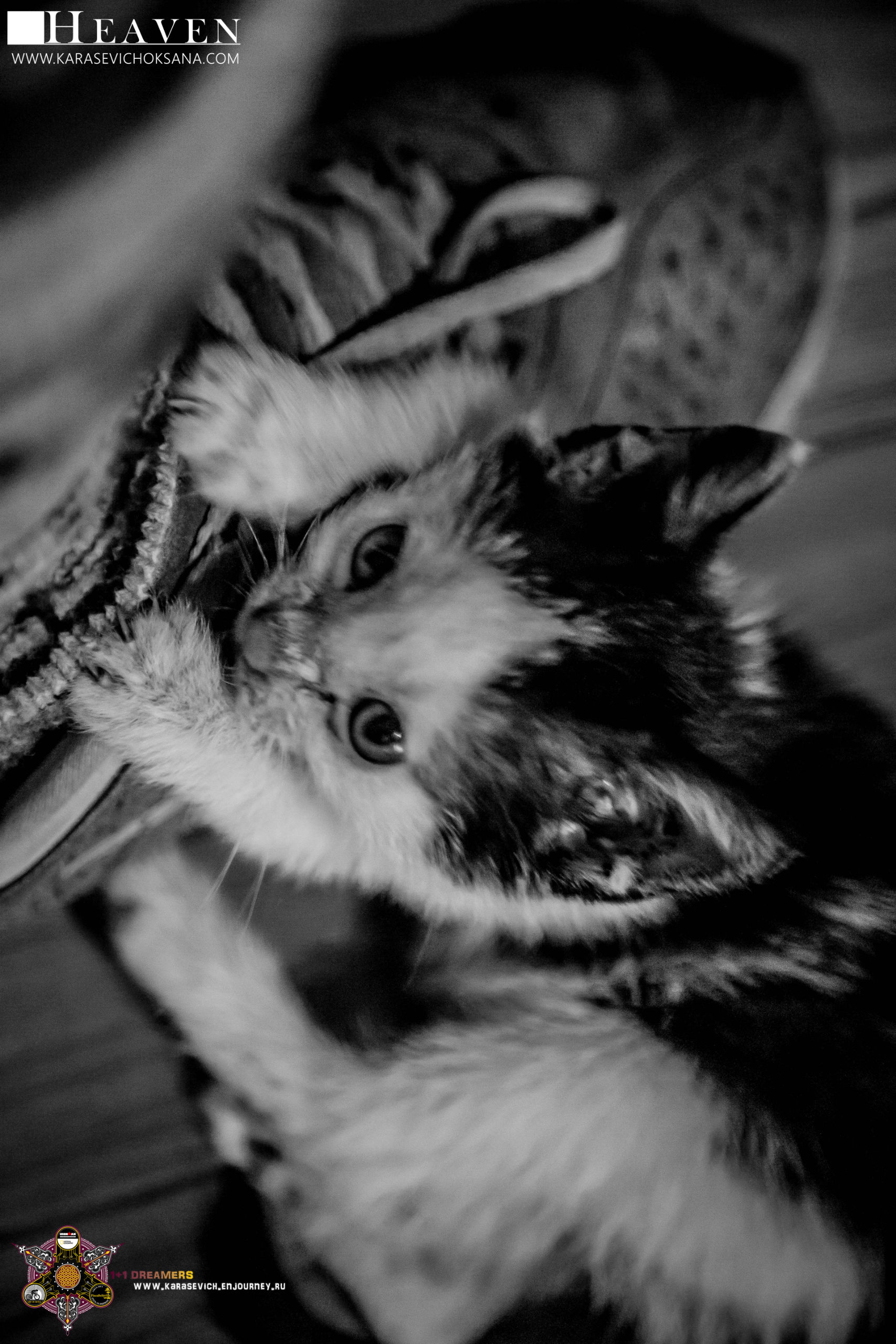 Страна цветущих изнутри наружу сиамцев. Тайланд — страна, которой гордился бы С. Кови