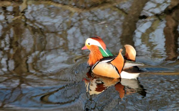 Весна в Дрездене- 2023 г. Весна в Дрездене- 2023 г.