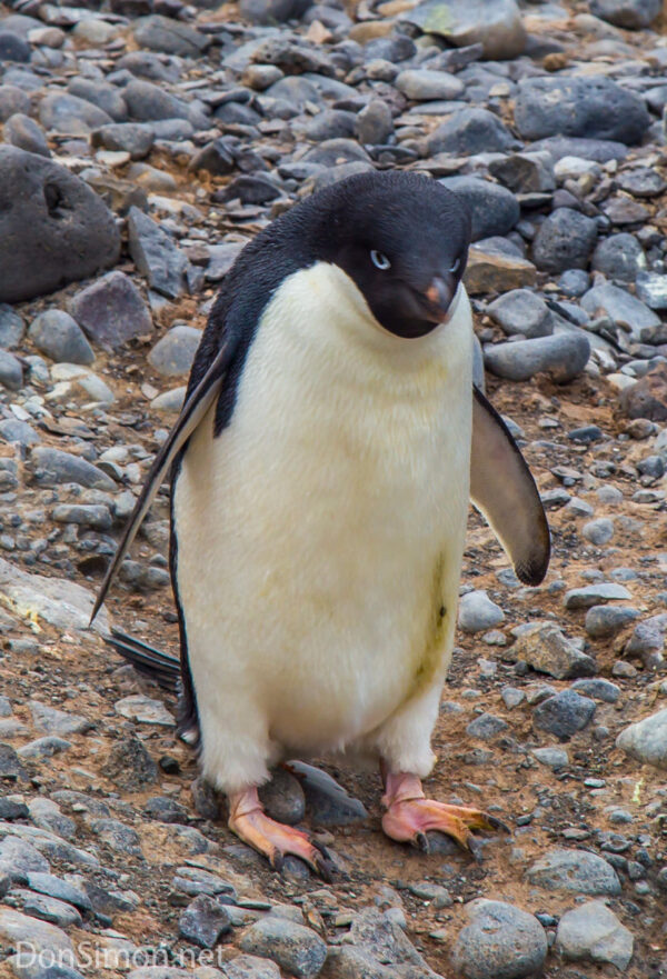Antarctica
