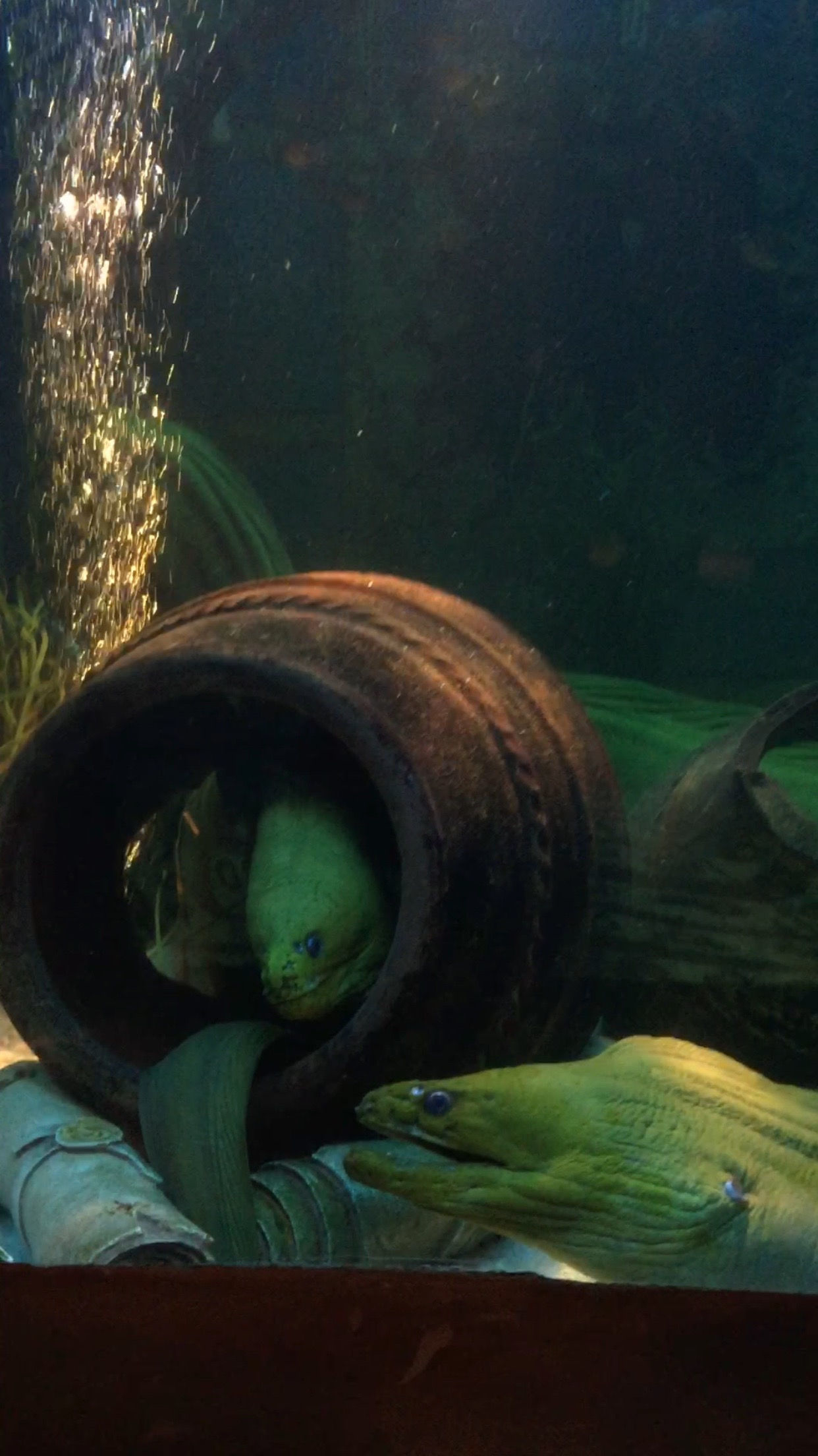 Sea World. Dreams come true. Part 4.