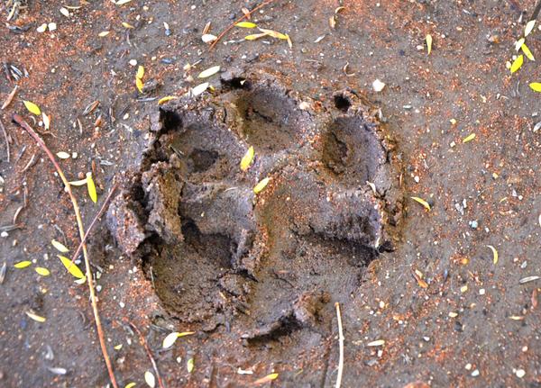 Кошечки. Гепарды. Ужас, как милы. Часть I. Домашняя.