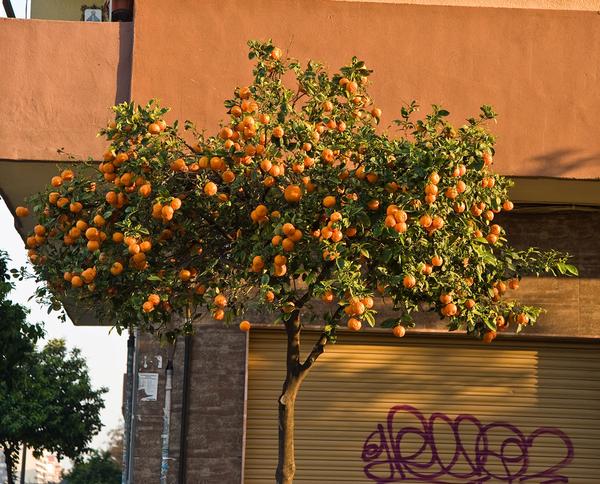 Las Fallas&nbsp;&mdash; весёлое огненное безумие в&nbsp;Валенсии.