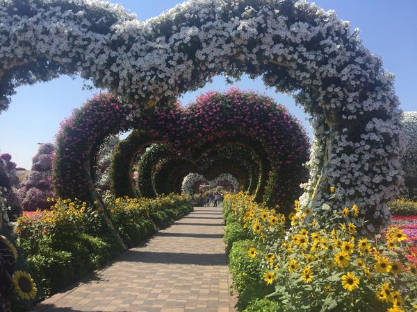 Парк цветов или Dubai Miraclе Garden Парк цветов или Dubai Miraclе Garden