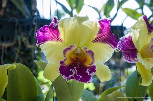 Едем в Тай, орхидеи вай-вай-вай Едем в Тай, орхидеи вай-вай-вай