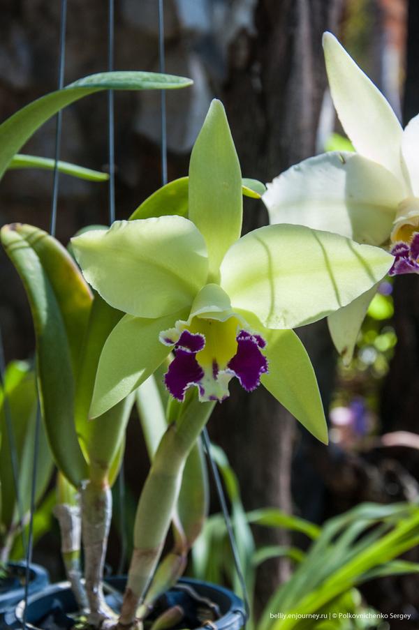 Едем в&nbsp;Тай, орхидеи вай-вай-вай