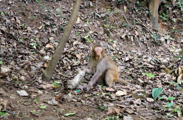 Поднебесная. Часть 5. Чжанцзяцзе и&nbsp;гора Аллилуйя-Аватар.