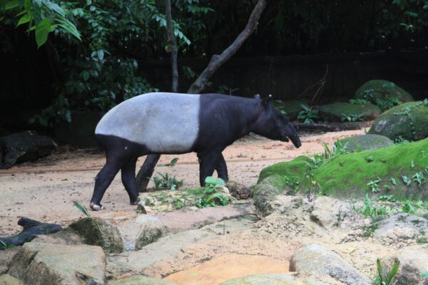 Прогулка по&nbsp;Singapore Zoo