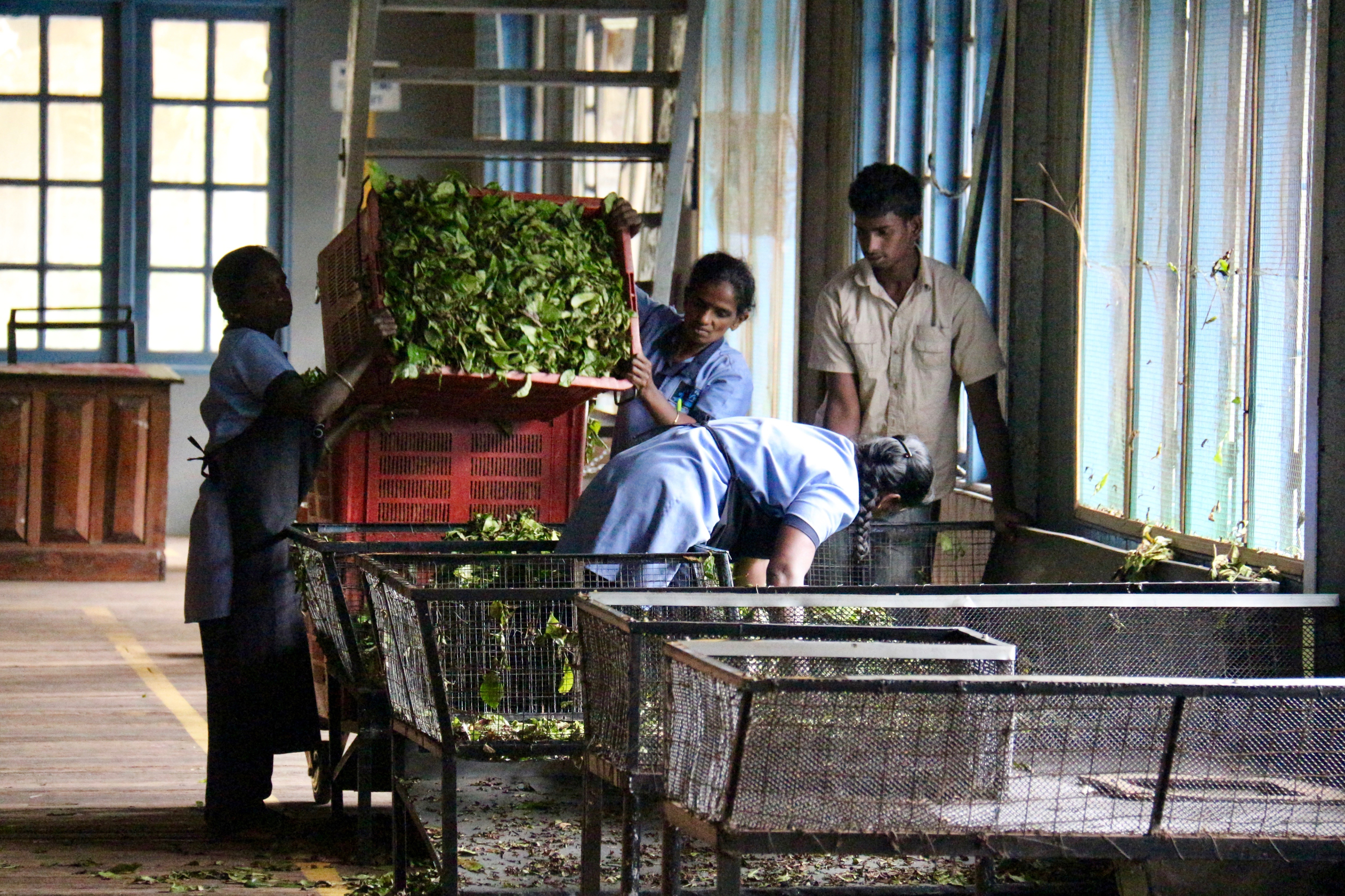 Blue Field Tea Factory.