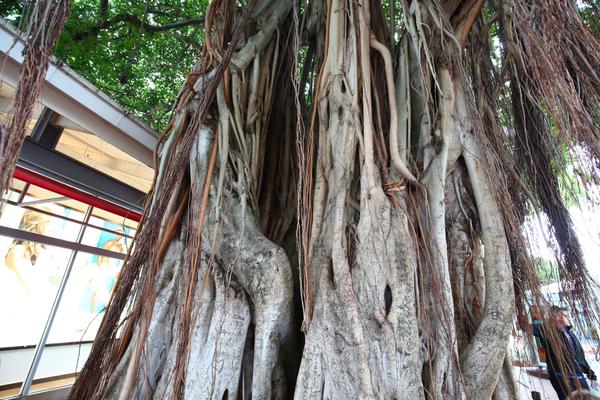 Майами. Фенита ля&nbsp;комедиа